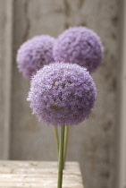 Allium, Allium giganteum.