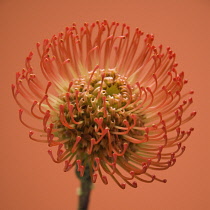 Pincushion, Leucospermum cordifolium.