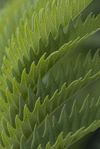 Honeybush, Melianthus major.