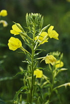 Evening Primrose, Oenothera biennis.