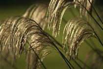 Himalayanfairygrass, Miscanthus nepalensis.