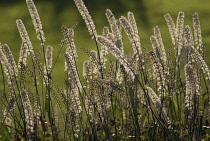 BlackCohosh, Cimifuga racemosa.