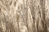 ChineseSIlverGrass, Miscanthus.