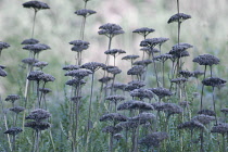 Yarrow, Achillea.