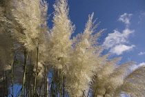 Pampas grass, Cortaderia selloana.