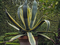 Agave, Agave americana marginata.