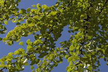 Gingko, Maidenhair tree, Gingko biloba.