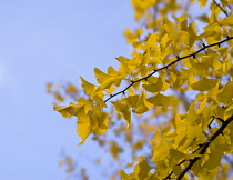 Gingko, Maidenhair tree, Gingko biloba.