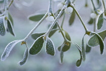 Mistletoe, Viscum album.