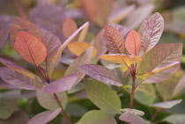 Smokebush, Cotinus coggygria 'Grace'.