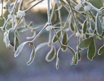 Mistletoe, Viscum album.