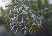 Mistletoe, Viscum album.
