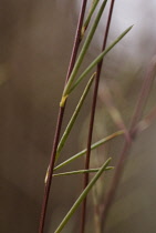 Redbush, Rooibus.