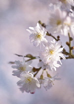 Cherry, Autumn flowering cherry, Prunus subhirtella 'Autumnalis'.