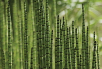 Horsetail, Water horsetail, Equisetum fluviatile.