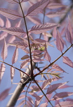 Chinesetoon, Toona Sinensis 'Flamingo'.