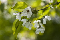 Cherry, Wild Cherry, Prunus avium.