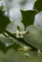 Holly, Ilex aquifolium.
