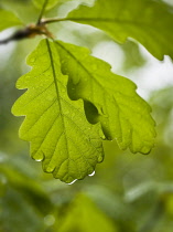 Oak, Sessile oak, Quercus petraea.