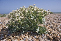 Sea-kale, Crambe maritima.
