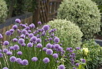 Chive, Allium schoenoprasum.