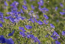 Meadow Cranesbill, Geranium pratense.