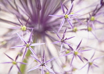 Allium, Allium cristophii.