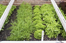 Lettuce, Lactuca sativa 'Multy'.