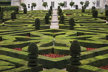 Box, common, Buxus sempervirens.