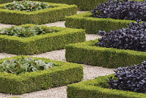 Box, common, Buxus sempervirens.