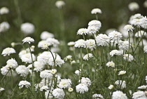 Chamomile, Chamaemelum nobile 'Fore Pleno'.