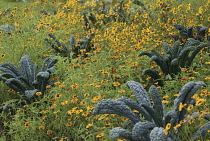 Kale, Black kale, Cavalo nero, Brassica oleracea acephala.