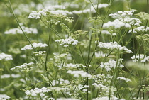 Chervil, Anthriscus cerefolium.