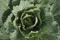 Cabbage, Brassica oleracea 'Bacalan de Rennes'.