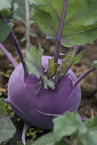Kohlrabi, Brassica oleracea gongylodes 'Purple Vienna'.