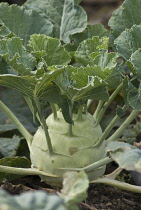 Kohlrabi, Brassica oleracea gongylodes.