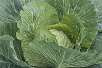 Cabbage, Brassica oleracea 'Quintal de Alsace'.