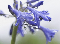 Agapanthus.
