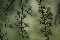 Atlas Cedar, Cedrus atlantica.