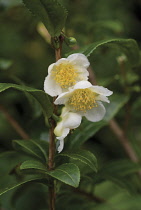 Tea Plant, Camellia sinensis.