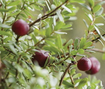 Cranberry, Vaccinium oxycoccos.