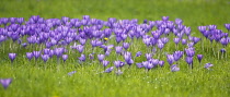 Crocus, Crocus vernus.