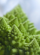 Romanesco, Brassica oleracea.