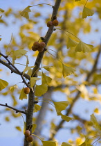 Gingko, Maidenhair tree, Gingko biloba.