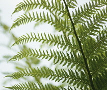 Fern.