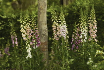 Foxglove, Digitalis purpurea.