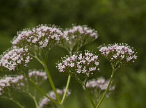 Valerian, Common valerian, Valerian officinalis.