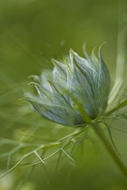 Love-in-a-mist, Nigella damascena 'Persian Jewels'.