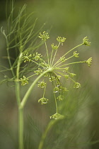 Fennel, Foeniculum vulgare.