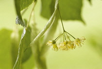 Linden, Lime tree, Tilia europea.